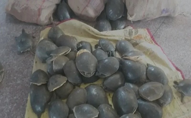 तस्करी के लिए जा रही 426 कछुओं की खेप बरामद, गोरखपुर स्टेशन पर पकड़ा गया तस्कर
