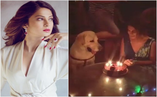 Lol! Look who had the first bite of Jennifer Winget's bday cake