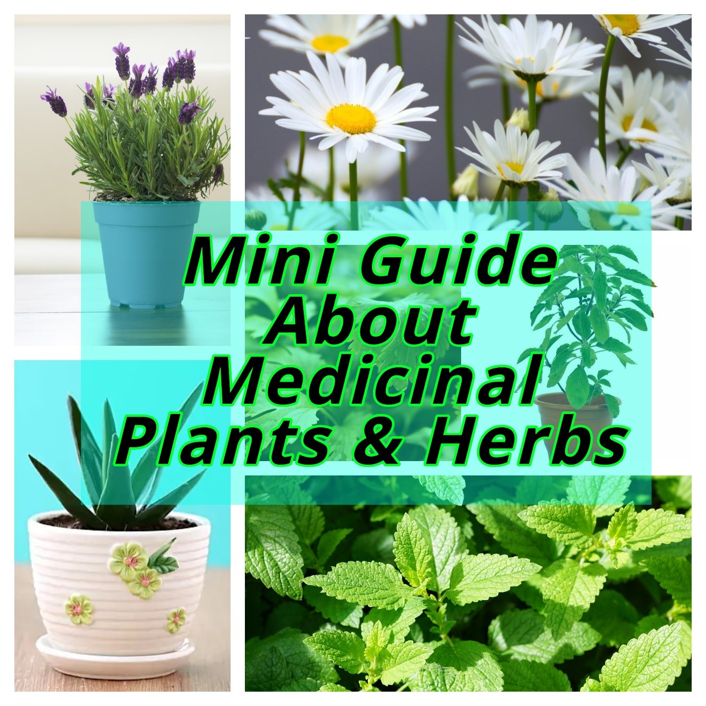 Mini Guide About Medicinal Plants & Herbs