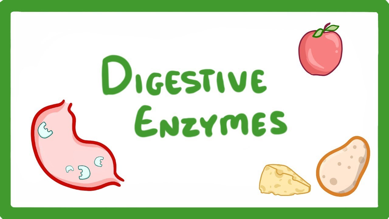 What Are Digestive Enzymes?