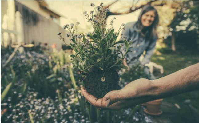 Green Dreams, Green Budgets: Financing Your Landscaping and Gardening Projects