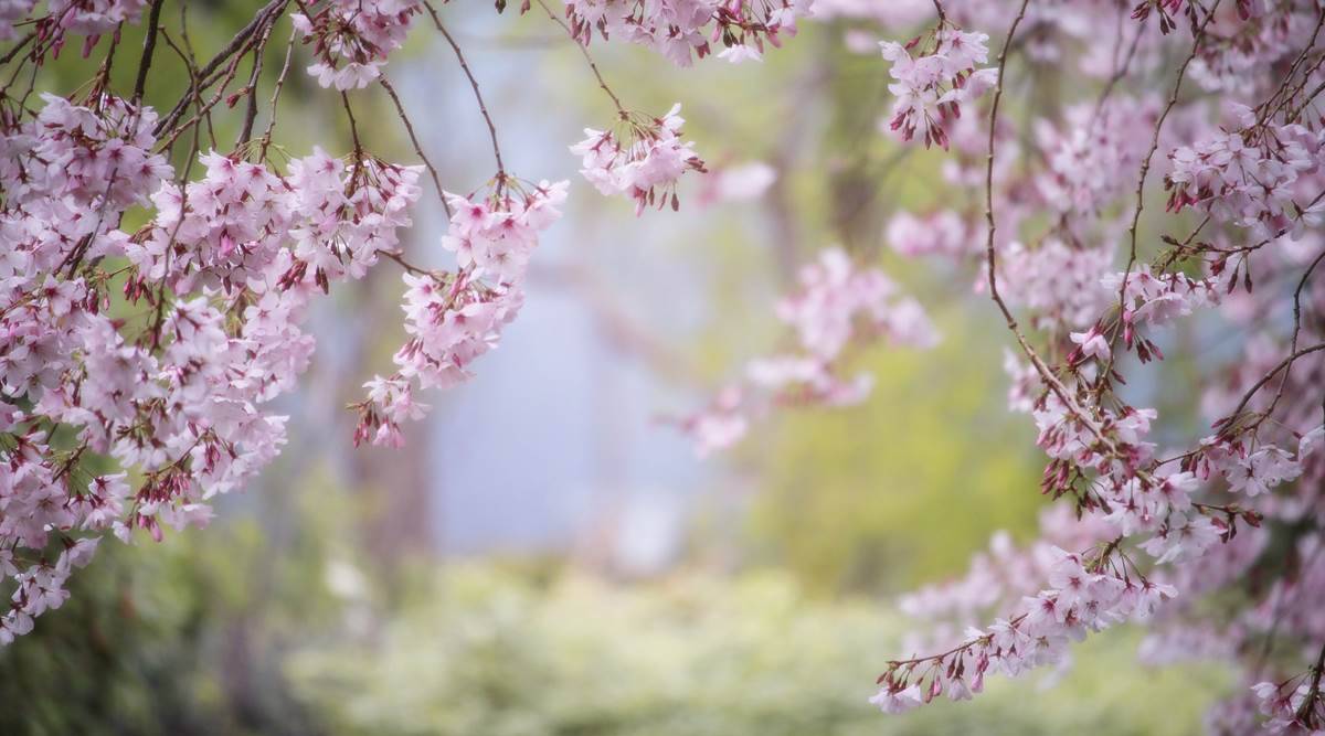 Shillong turns pink as cherry blossoms blooms the city