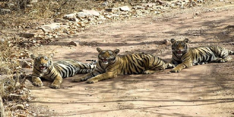 Unforgettable Experience at Ranthambore