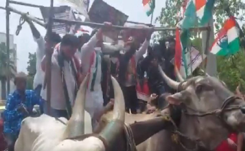 Congress Workers Protesting on Bullock Cart, Collapses, Watch Video 