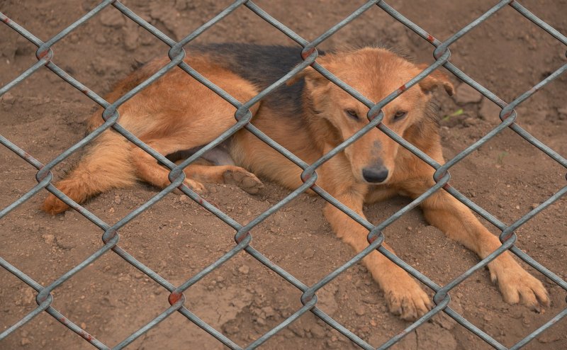 YouTube & FB platforms help absurdity like animal abuse and extermination for money - Vimarsana News