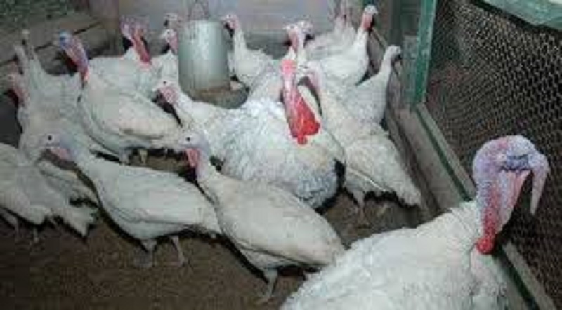 Bird flu alarm in Indore, 50 crows dead