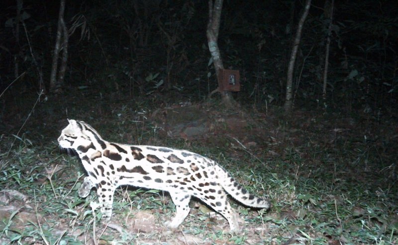 Bhubaneswar: Picture of a strange Leopard Cat from Odisha goes viral on Twitter