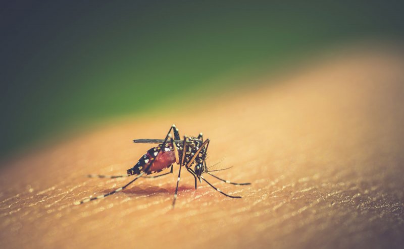 Dengue grips Bhubaneswar into its clutches, 20 to 30 new cases being reported every day