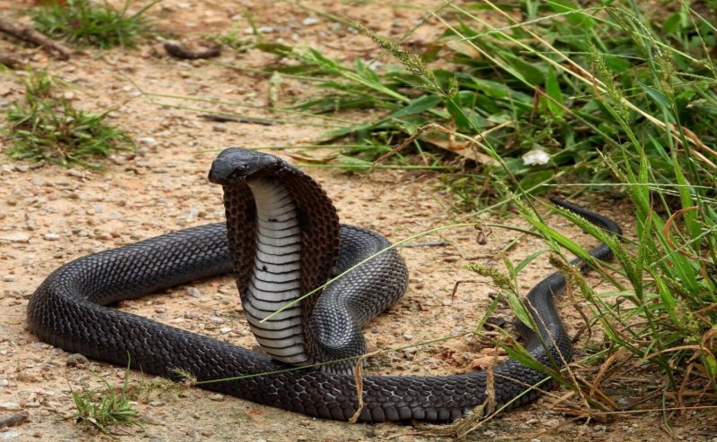 Odisha: Female cobra with her 26 hatchlings rescued from a house in Kalahandi, pictures go viral
