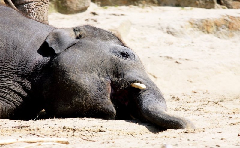 Guwahati: Shocking! Herd of 18 elephants killed in lightning strikes in Assam's Nagaon 