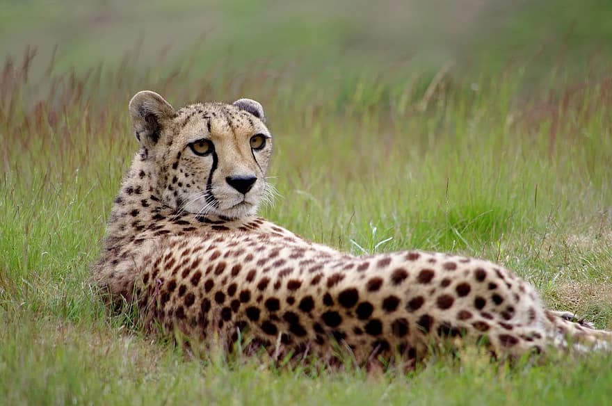 Rajasthan preps up 'action plan' to reintroduce Cheetah's in the state |  JAIPUR NYOOOZ