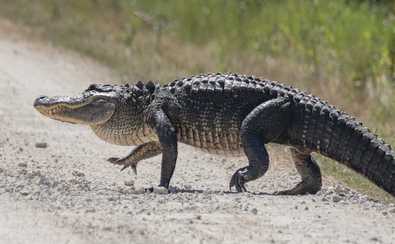 Karnataka: Crocodile Found roaming in Kogilban Village, Watch Video 