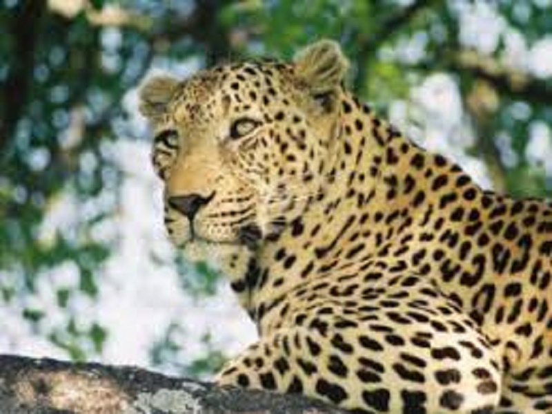 Leopard sighted near N Begur, Koppa areas in Bengaluru