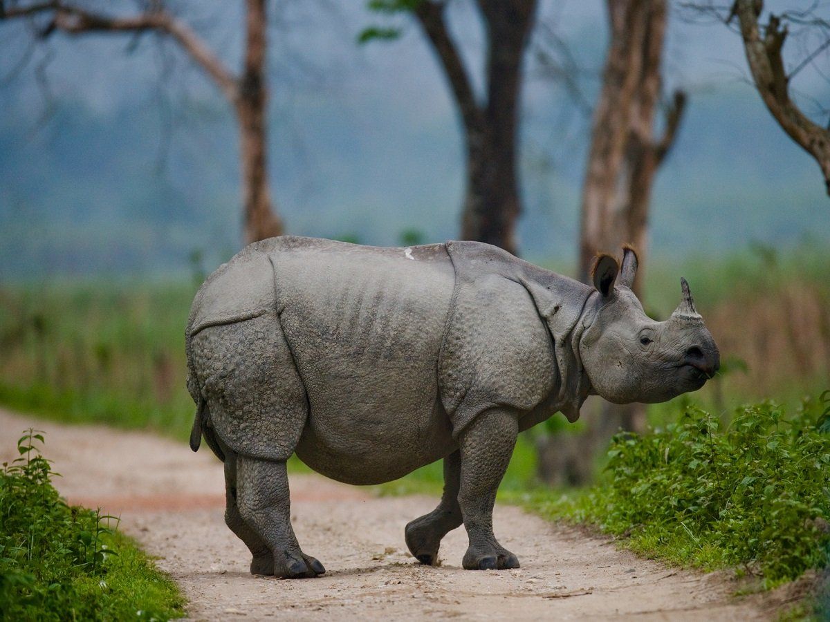Rhino poaching in Manipur, Three culprits arrested 