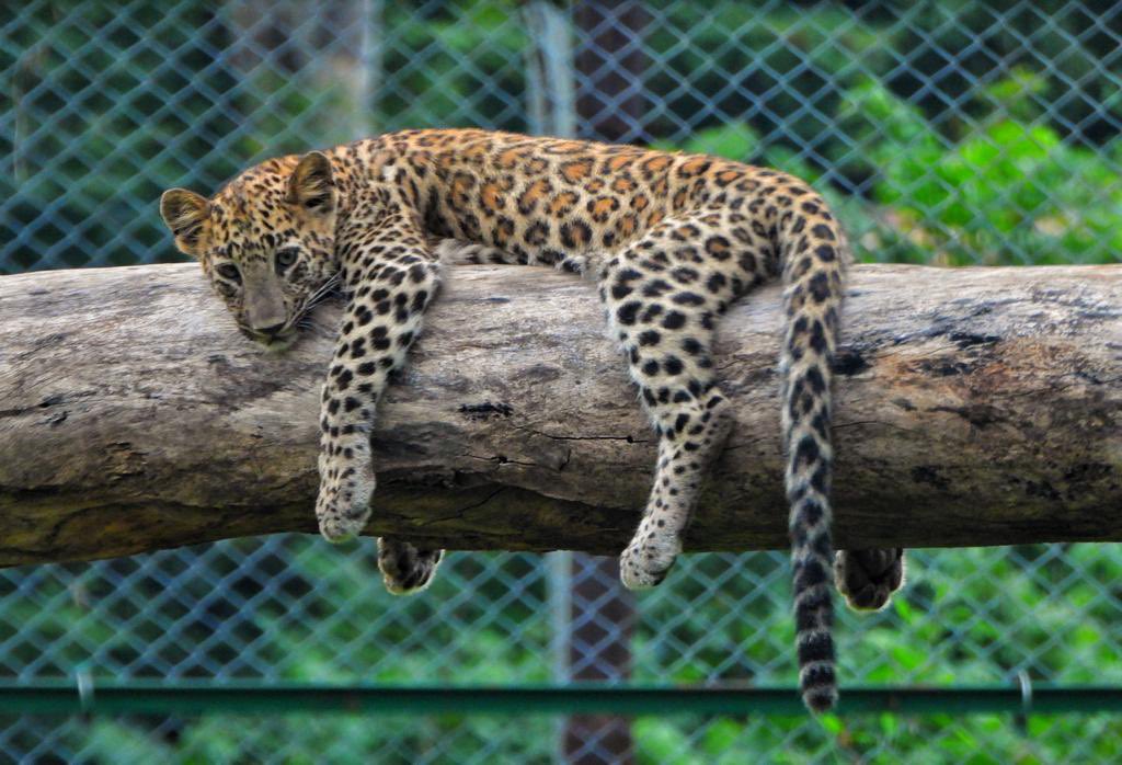 Find majestic animals at Jungle Safari near Statue of Unity