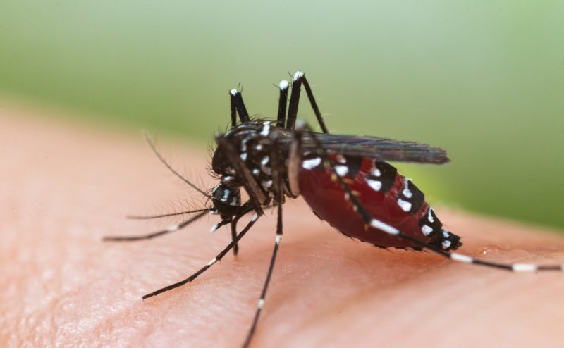 Screening of dengue - malaria cases starts in Gurugram