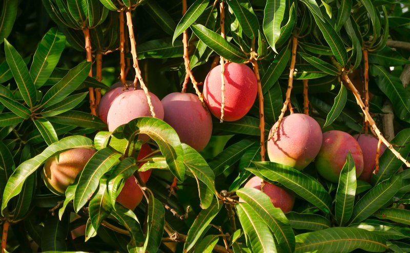 Gir Kesar Mangoes suffer the wreck after storm, Kutchi gains attention