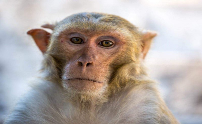 Monkeys still a Threat in Faridabad