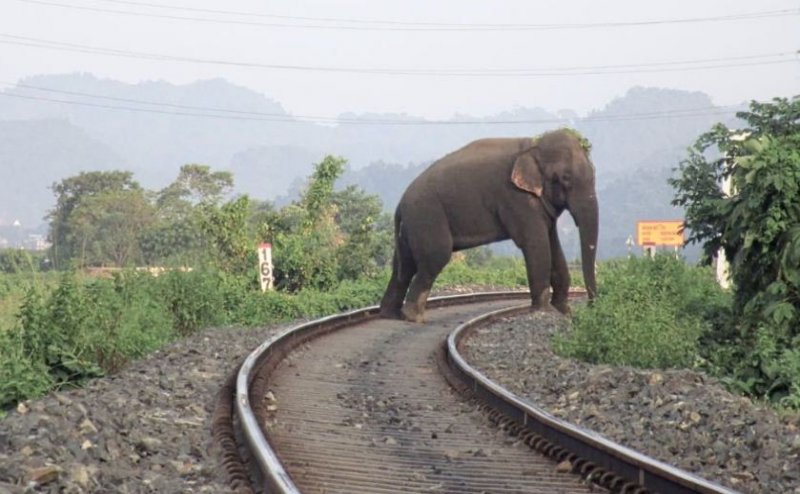 2 Elephant Killed After Hit By Train, Blocks Railway Track: Uttarakhand 