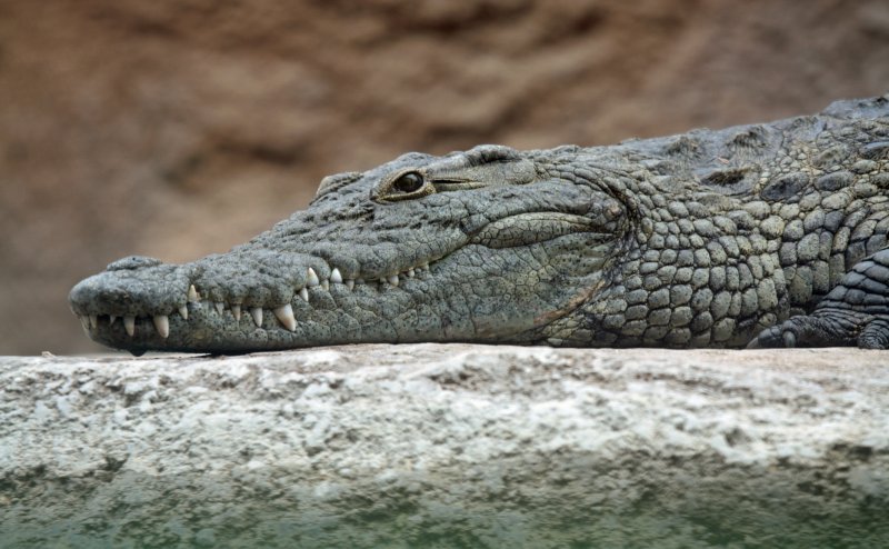 Crocodiles spotted in Vadodara residential area