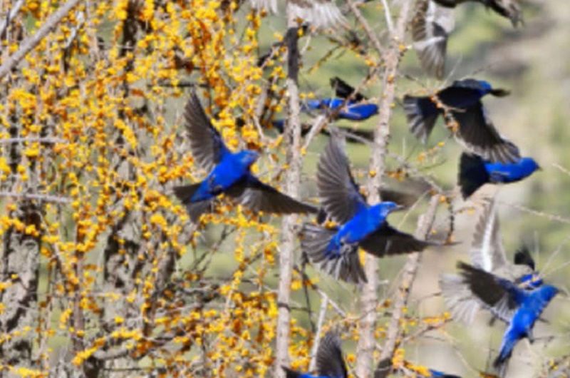 Rare blue bird sighted in Uttarakhand low altitude  