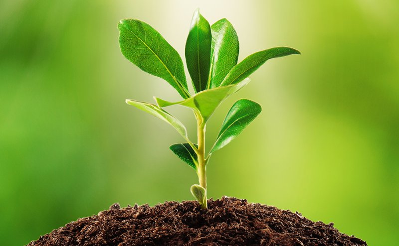 68 lakh saplings to be planted in Andhra Pradesh as state takes a step towards green mission