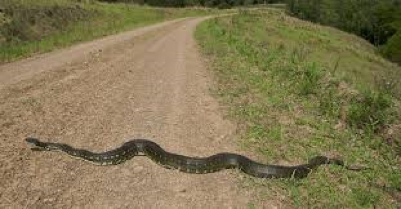Python brings Agra’s busy road to a halt