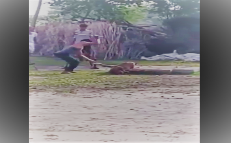 Alwar Man brutally kills neighbour's pet dog by cutting off his 3 legs, video goes viral