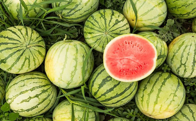 Farmer unable to sell his 5 ton of watermelon, Army man buys the bulk: Jharkhand