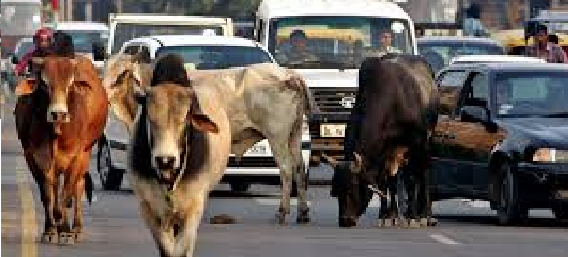 A special task force (STF) to curb illegal cow transportation, slaughter and cattle theft
