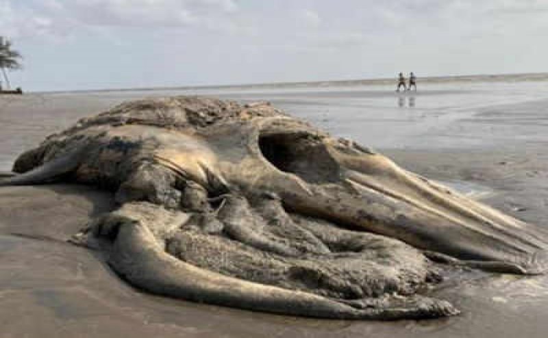Carcass of 18-ft-long whale washes up at Valsad coast